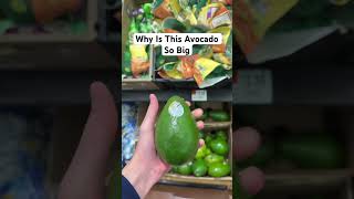 Why Is This Avocado So Big