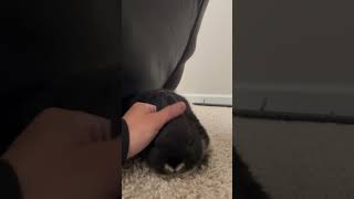 NETHERLAND DWARF RABBIT PURRING