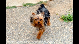 Yorkie Male Puppy Born on Oct 28, 2020