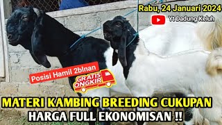 Ready 2ekor Kelas Breeding Hingga Bakalan Harga Ekonomis. Kambing PE Kaligesing