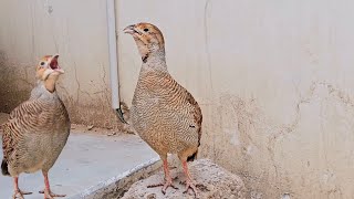 Dakhni | Teetar | Francolin | Voice