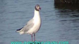 Larus maculipennis - Gaviota capucha café, acicalándose 2