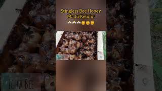 Stingless Bee Honey - Madu Kelulut atau Madu Klanceng