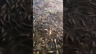 एक तालाब मे बहुत सारी मछलीया / और एक बनाये फिश की रेसिपी #fish #fishing #food #shortsvideo