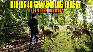 HIKING AROUND GRAFENBERG FOREST DÜSSELDORF | WILDLIFE PARK | 4K