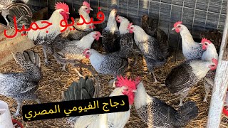 دجاج الفيومي المصري المنتج للبيض بإمتياز