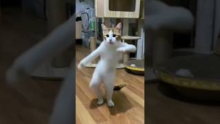 This cat likes dancing #trending #funny #viral #dance #cute