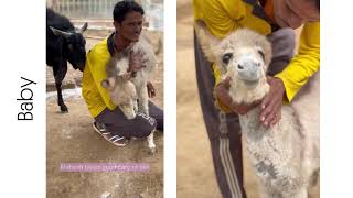 Baby Donkey's Incredible Recovery 🥹🤲🏼❤️‍🩹