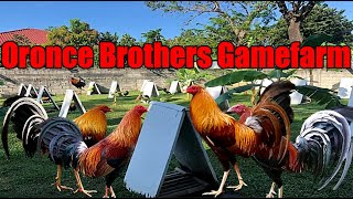 Lets Visit The Farm Of Oronce Brothers Gamefarm