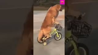 funny animals# funny dog # # Funny Animal Videos 2022 😂 - Best Dogs And Cats Videos 😺😍 #short