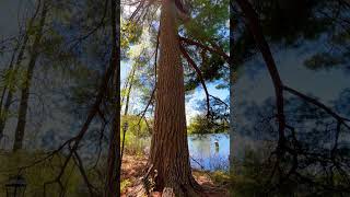 Majestic White Pine tree.