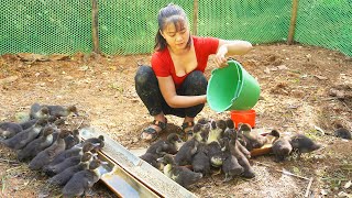 Harvest Ducks After 3 Months of Raising Goes To Market Sell - Repair Duck Coop And Buy Ducklings