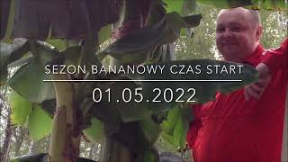 188.🌴🍌Sezon bananowy czas start🍌🌴01.05.2022🍌Majówka 2022🌴