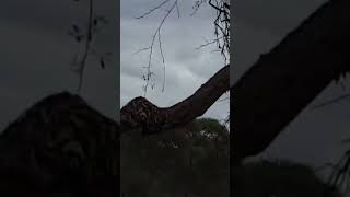 Lioness Kills Wildebeest Africa Safari Tanzania Tarangire National Park with Safari by #animals