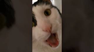 Cat yawns in your face #cat #funnycats #pets #cats4life