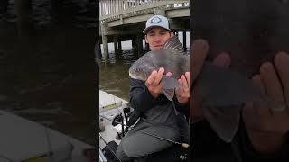 Found BLACK DRUM feeding on barnacles under this dock