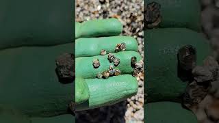 Saruca time! 😁⛏️ Flipping rocks to reveal gems! #shorts #rockhounding #adventure