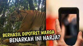 Penampakan Mirip Harimau Jawa Berhasil Dipotret Warga Pinggiran Hutan