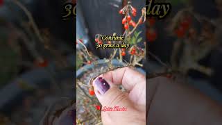 Goji Berry #plants #goji #berry #fruit #plantita