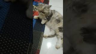 #VIDEOSHORTS #PECINTAKUCING #KUCINGLUCU