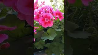 Kwiaty #geranium #petunia #flowers #balkon