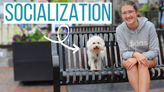 HOW WE'RE SOCIALIZING OUR AGGRESSIVE MALTIPOO | Meeting People & Dogs in Busy Downtown!