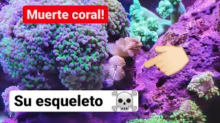 MUERTE EUPHYLLIA ☠️💀 | ESQUELETO al DETALLE