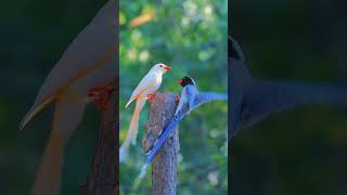 Nature's Marvels: Beautiful Birds & Animals