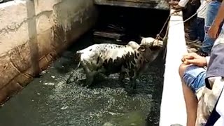 Karachi me Qurbani ka Janwar Gussay ne Agya|Ganday Nalay me  Chalang lga di|Malik Pereshan