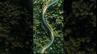 Share - Car driving peacefully along the winding highway #shorts #nature #trees #peaceful #waitforit