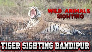 🔥Tiger Sighting Bandipur | Wildlife Safari @SimbaaVlogs