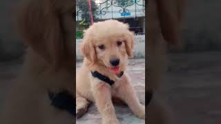 Baby doge #goldenretriever #viral #cute