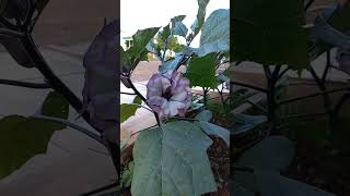 Saia-roxa(Datura metel) Conhecem?! #Shorts