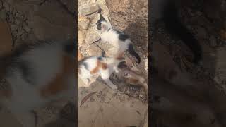 Cute Kittens Playing: The Most Adorable Moments!