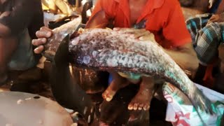 Most Popular Fish cutting | Fast fish cutting skills | Alive Fish cutting in Market | Fish cutting