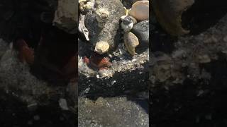 HELLO FRIEND! 🦀 NANOOSE BAY, VANCOUVER ISLAND 🇨🇦 CANADA