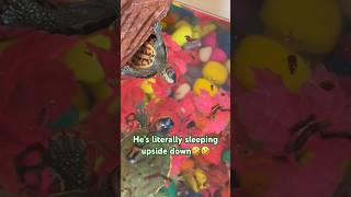 Hilarious Baby Turtle Sleeping Upside Down 🤣🤣#babyturtles #sleep #shorts