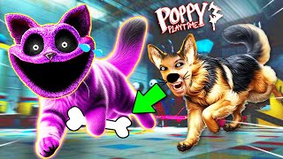 CATNAP VS REAL DOG (Poppy Playtime Chapter 3)