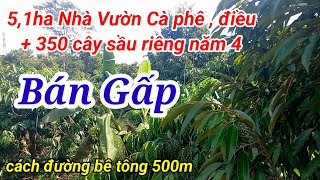 Nhà Vườn 5,1ha Sầu Riêng + Cà Phê Ôm Suối Lớn Cách Đường Bê Tông Chỉ 500m