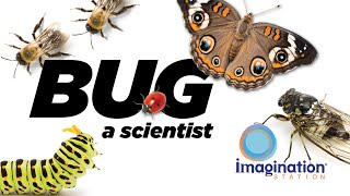 Bug A Scientist   Week 1