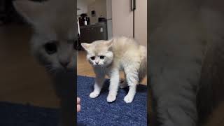 cute cats 2024 funny cats 2024 Vidz37 #funnycats #funny #animals #cats #kitten #viral #lovecats