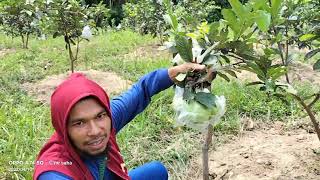 POTENSI BESAR JAMBU CRISTAL meningkatkan ekonomi Petani...