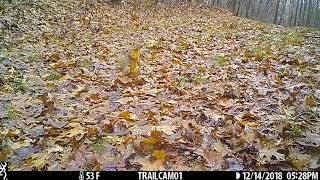 red squirrel