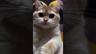 ASMR от золотой британской шиншиллы Женьки #bri #kittendaily #asmrcat #bshcats #catlifestyle