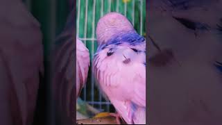 Pink budgerigar #cute #animal #shorts