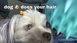 one minute haircut by dog-asmr