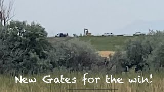 Good hay, good gates, good sheep, and a good day vlog 607