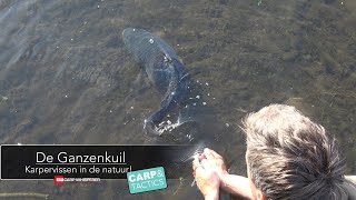 De Ganzenkuil vissen op karper midden in de natuur! Check de film voor de beste rigs en tips!