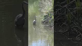 A Heron #Boise #AlbertsonPark