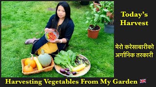 Small Backyard Harvest Compilation | Harvesting Backyard Vegetables | Nepali Garden | NepaliFamilyUK